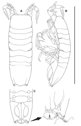 Haploniscus astraphes, самец, голотип