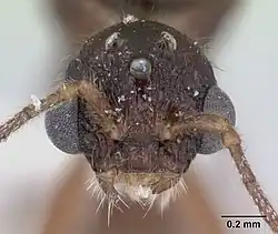 Голова самца