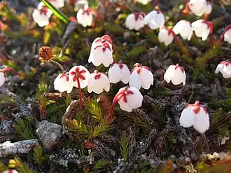 Гариманелла моховидная