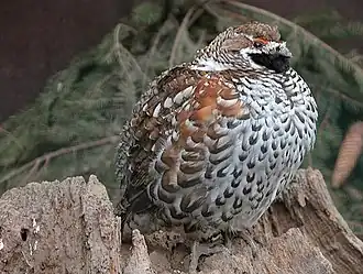 Рябчик10 августа 2012