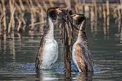 Брачные игры чомг