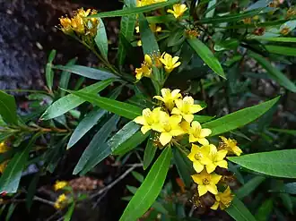 Тристания олеандролистная, р. Хоксбери