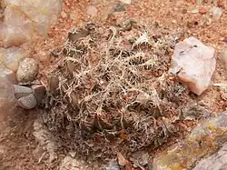 Haworthia arachnoidea var. namaquensis