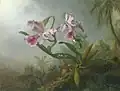 Pink Orchids and Hummingbird