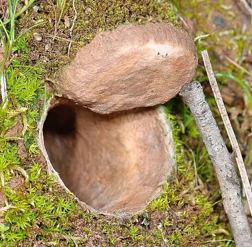 Норка с люком паука Hebestatis theveneti