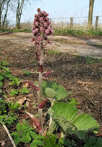 Белокопытник  (Petasites hybridus)