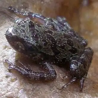 Heleophryne orientalis