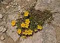 Helianthemum alpestre