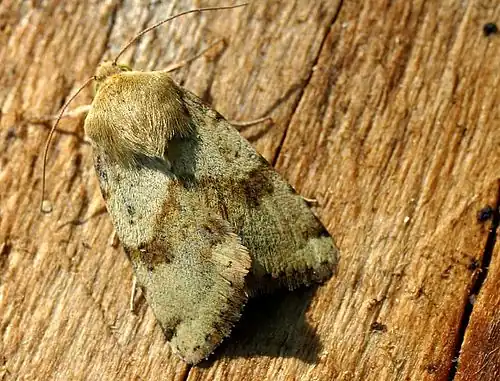 Heliothis viriplaca(Heliothinae)