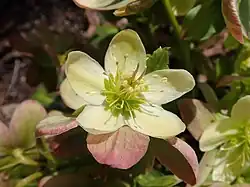 H. × nigercors 'Chrystal Love'