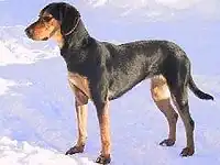 Греческая заячья гончая