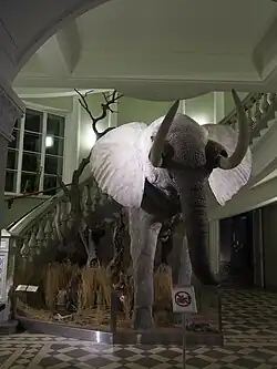 Африканский слон