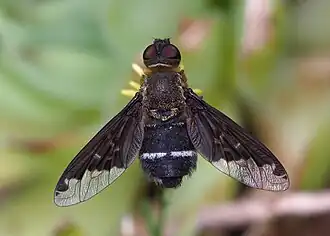 Hemipenthes velutina