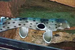 Глазчатая кошачья акула (Hemiscyllium ocellatum)