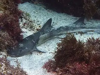 Японская суповая акула