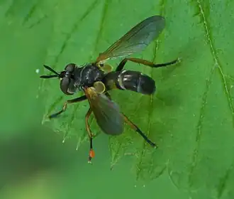 Hemyda aurata