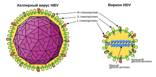 Вирус гепатита дельта12 декабря 2015