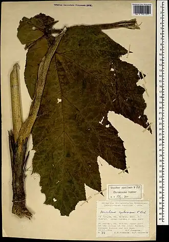 Лист Борщевика круглоплодного в Гербарии МГУ