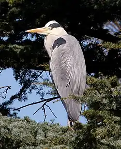 Серая цапля30 августа 2013