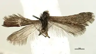 Heterobathmia pseuderiocrania