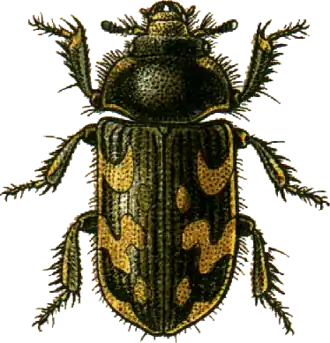 Heterocerus marginatus
