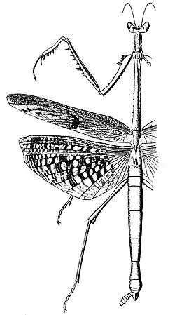 Heterochaeta pantherina, самка