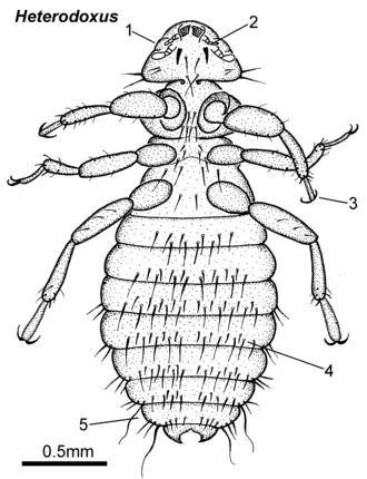 Heterodoxus sp. самка, вид снизу
