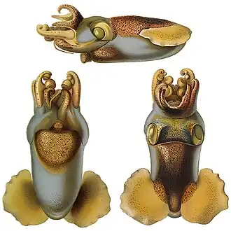 Heteroteuthis dispar