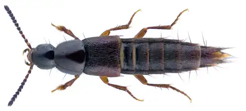 Heterothops praevius
