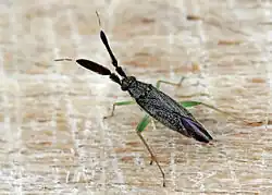 Heterotoma planicornis