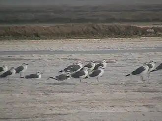 Восточные клуши на зимовке в Индии