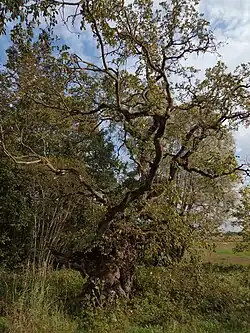 Древний вяз недалеко от границы Паливере (памятник археологии)