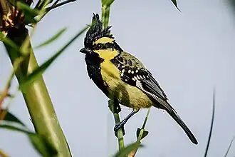 Индийская синица (Machlolophus xanthogenys)