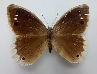 Hipparchia parisatis