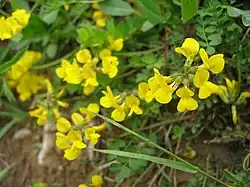 Hippocrepis comosa