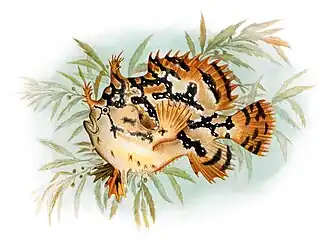 Рыба-клоун Histrio histrio