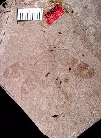 Аллотип Holcorpa maculosa