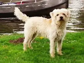 Голландский смоусхонд