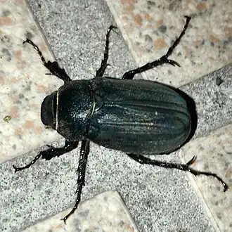 Имаго Holotrichia parallela