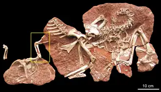 Голотип H. huangi