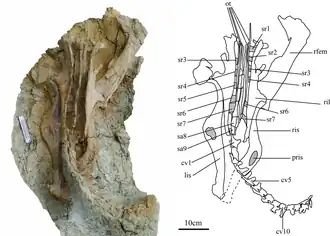Фотография и рисунок типового экземпляра