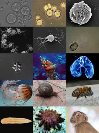 Разнообразие Голазоев