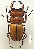 Homoderus mellyi