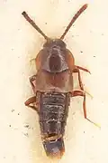 Homoeusa longicornis