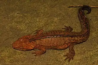 Гонконгский тритон