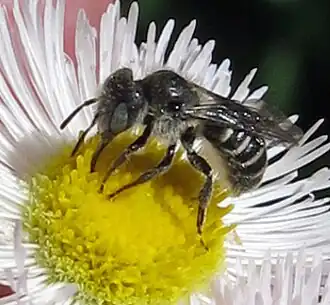 Hoplitis pilosifrons