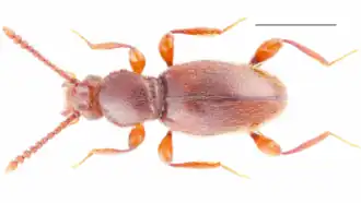 Horaeomorphus chinensis, самец, длина отрезка 1 мм