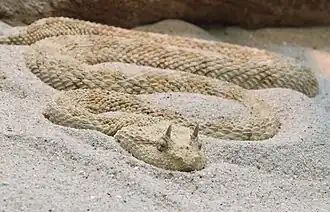 Рогатая гадюка (Cerastes cerastes)