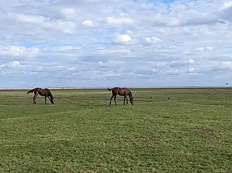 Лошади в Ишимской равнине близ Новоишимского