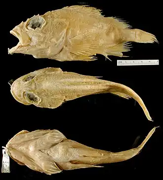 Hozukius emblemarius, голотип